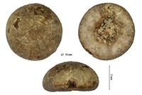 Discoides subuculus